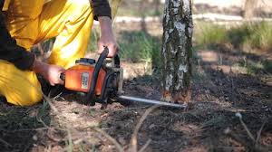 Professional Tree Services in Dover, FL